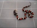 A Pueblan Milk Snake named Cheech