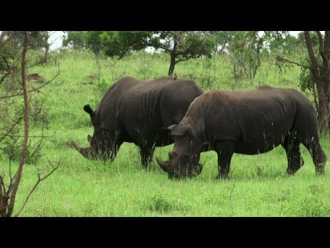 Safari in the Kruger National Park (South Africa)