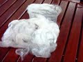 Angora grooming: Part 6; Wool quality, BunnyCentral.com Angora grooming: Part 6; Wool quality, BunnyCentral.com