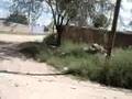 Ver video