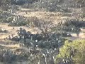 PELEA VENADOS