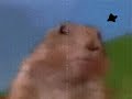 Dramatic Chipmunk wants to Get it On Dramatic Chipmunk wants to Get it On