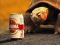 Brahma, Refresca Até Pensamento