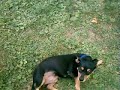 a v ery short video of my dog