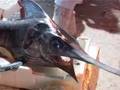 Mediterraneo: pesce al “mercurio”