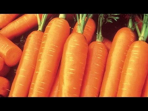 how to harvest carrots