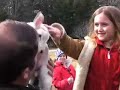 Easton children's tour includes baby lamb Easton children's tour includes baby lamb