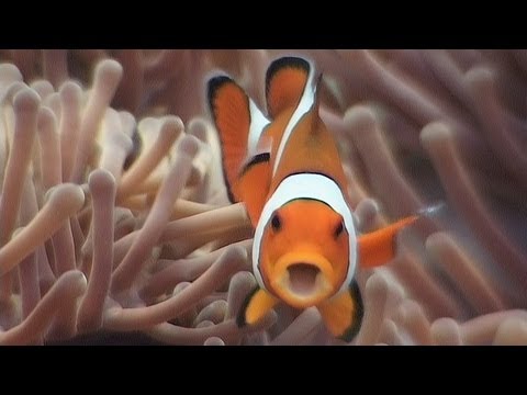 bubblevision - Symbiosis, including anemonefish & clownfish. Part 18 of my DVD,