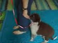 Horseshoe puppy being clicker trained