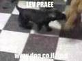 German Shepherd PUPPY TRAINING:5 wks old LEV PRAEE