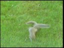 Just a couple of squirrels acting like nuts!