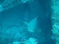 Goliath Grouper Goliath Grouper
