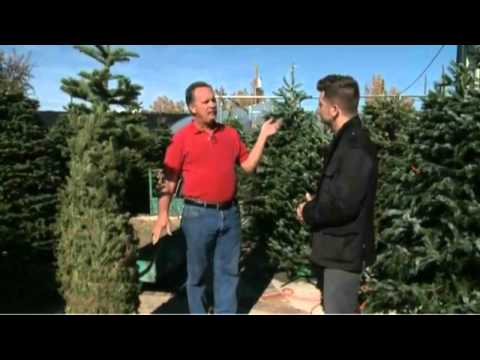 how to keep christmas tree fresh