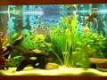 Aquario Plantado 35 gallon/133 litrosPeixes:7 acaras bandeiras (2 casais, um recem formado desovou com 1 dia depois a filmagem 13 de dezembro de 2009)1 casal de trigogaster leri2 barbus titeia1 neons negro3 coridoras4 arco-iris neon1 colisa azul filtragem:2 filtros Hai Hong filter 500l/h com coletor de nata e oleo na superficieflora:num sei o nome de nenhuma ):comentes, se acharem algo de errado 