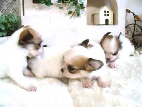 YouTube Preview Image