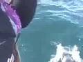 Cetacean Watching