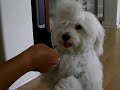 Here's our boy, Nismo, at 16 months, doing a couple tricks.  He's a Coton de Tulear from Madagascar.  Breeder is from http://www.hoofnpawhaven.com
