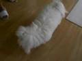 Coton
