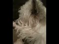 Snoring Dog