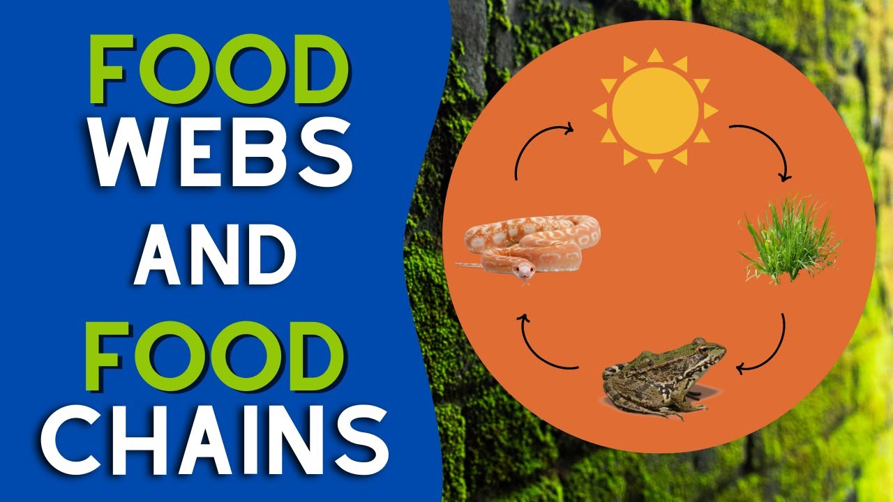 What Are Food Webs and Food Chains? | #steamspirations #steamspiration