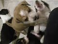 puppiessss:]