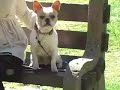 See video