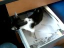 Audrey in the Office Drawer Audrey in the Office Drawer