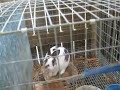 My Rabbitry