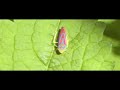 Leafhopper Strut