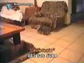 cane stupratore