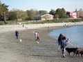 Dogs on Willard Beach 05/18/08 Dogs on Willard Beach 05/18/08