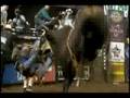 Justin McBride injured in Edmonton 08' riding Denny Crane