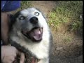Happy Husky - Race