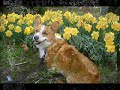 Goro@Welsh corgi pembroke and flowers [Part 2]