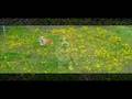 Goro@Welsh corgi pembroke and flowers [Part 2]