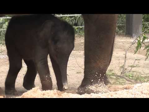 Asian Elephant