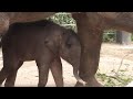 Asian elephant calf Kenzi at Saint Louis Zoo