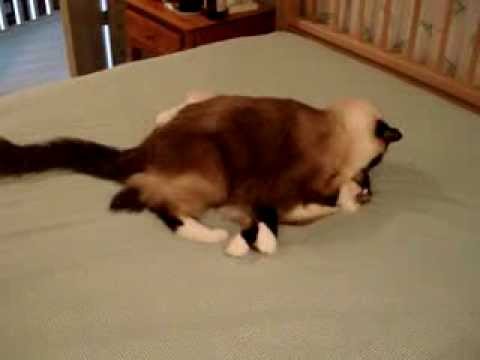 0 Caymus Videos