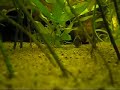 Corydoras Leucomelas Flirt 01