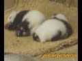 Twin Panda Babies sleeping  ??????