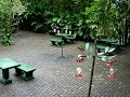 Hummingbird Garden 1