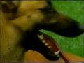 videos de os melhores treinadores do brasil
