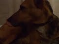 dog-woman