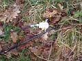 R N B Journée Galère par F8BBL/qrp/p IN94TT