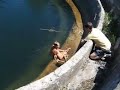 dramatic-fawn-rescue-at-mohonk-mountain-resort.html