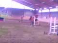 videos de Halvblod hoppning 1.00m