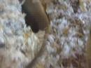 Gehn wie ein �gypter