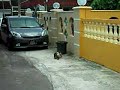kucing berahi