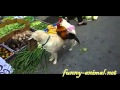 Dog and roosters helping sell vegetables