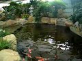 Asahi Koi farm Asahi Koi farm